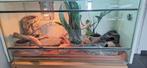 Terrarium met luipaardgekko, Dieren en Toebehoren, Ophalen, Gebruikt, Terrarium of Paludarium