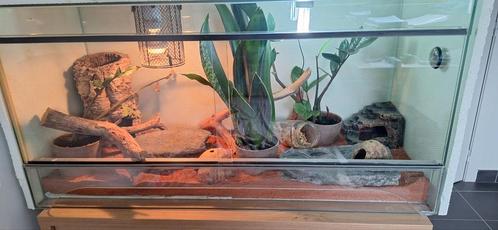 Terrarium met luipaardgekko, Dieren en Toebehoren, Reptielen en Amfibieën | Toebehoren, Gebruikt, Terrarium of Paludarium, Ophalen