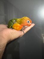 Bébé agapornis (EAM), Animaux & Accessoires, Bagué