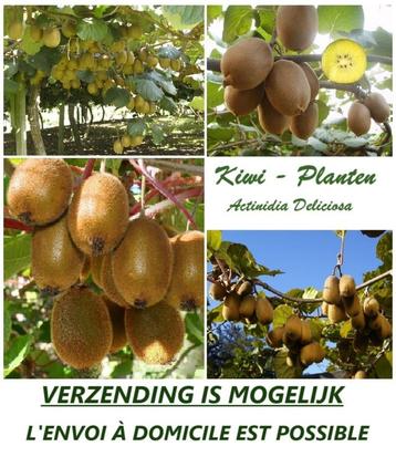 KIWI PLANTEN,  Soorten  "JENNY"  &   "SOLO" = 7,5 €/stuk  beschikbaar voor biedingen