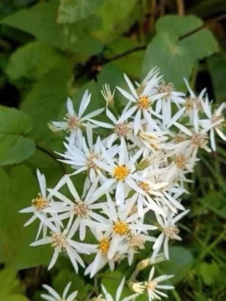 Grote potten sneeuwaster /Aster divaricatus, Tuin en Terras, Planten | Tuinplanten, Vaste plant, Overige soorten, Halfschaduw