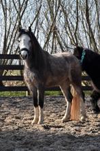 **KNAPPE &LIEVE 3 JARIGE WELSH PONY RUIN**, Dieren en Toebehoren, Ruin, A pony (tot 1.17m), 3 tot 6 jaar, Onbeleerd