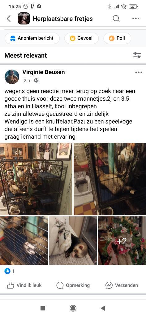 Fretten adoptie, Dieren en Toebehoren, Overige Dieren, Mannelijk, Januari