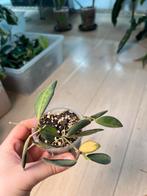 Hoya Burtoniea Variegata, Huis en Inrichting, Ophalen of Verzenden