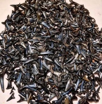 Recherche de dents de requin et/ou de fragments par kg., Enlèvement ou Envoi, Fossile