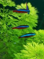 Hobbyaquarium Kardinaal tetra 5/6 December aktie, Vis, Zoetwatervis, Schoolvis