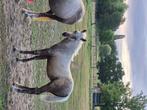 Welsh palomino hengste veulen, Dieren en Toebehoren, Paarden, Minder dan 160 cm, 0 tot 2 jaar, Hengst, Ontwormd