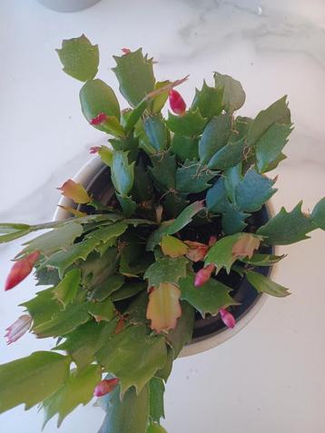 Lidcactus rode bloemen beschikbaar voor biedingen