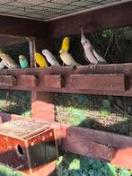 Valkparkieten, Dieren en Toebehoren