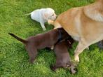 Beaux chiots Labrador sociaux : chocolatés et blonds (testés, Animaux & Accessoires, Chiens | Retrievers, Épagneuls & Chiens d'eau