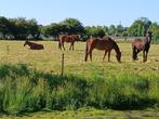 Hulp bij het mesten van paardenstallen, Dieren en Toebehoren