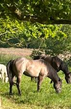 Quarter dekhengsten ter dekking, Dieren en Toebehoren, Paarden, Hengst