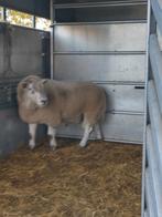 Ram, Dieren en Toebehoren, Schapen, Geiten en Varkens