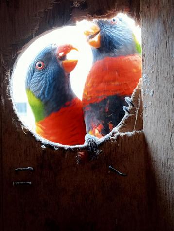 lori's van de blauwe bergen beschikbaar voor biedingen