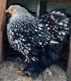 Cochin kriel hen, Dieren en Toebehoren