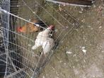 Broedeieren van legkippen te koop, Dieren en Toebehoren