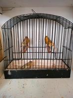 Raza's jaspis, Dieren en Toebehoren, Vogels | Kanaries, Meerdere dieren, Postuurkanarie