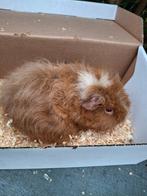 langharige en krulharige cavia's, Dieren en Toebehoren, November, Meerdere dieren, Cavia