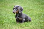 Gladharige Teckel pups te koop, Dieren en Toebehoren, Honden | Teckels en Dashonden, 15 weken tot 1 jaar, CDV (hondenziekte), Dwerg