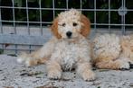 Goldendoodle pups te koop, België, Overige rassen, CDV (hondenziekte), 8 tot 15 weken