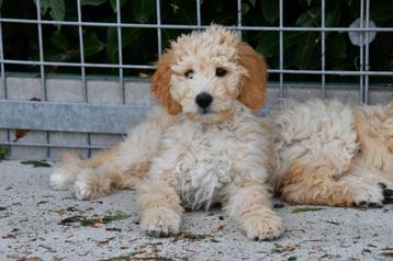 Goldendoodle pups te koop beschikbaar voor biedingen