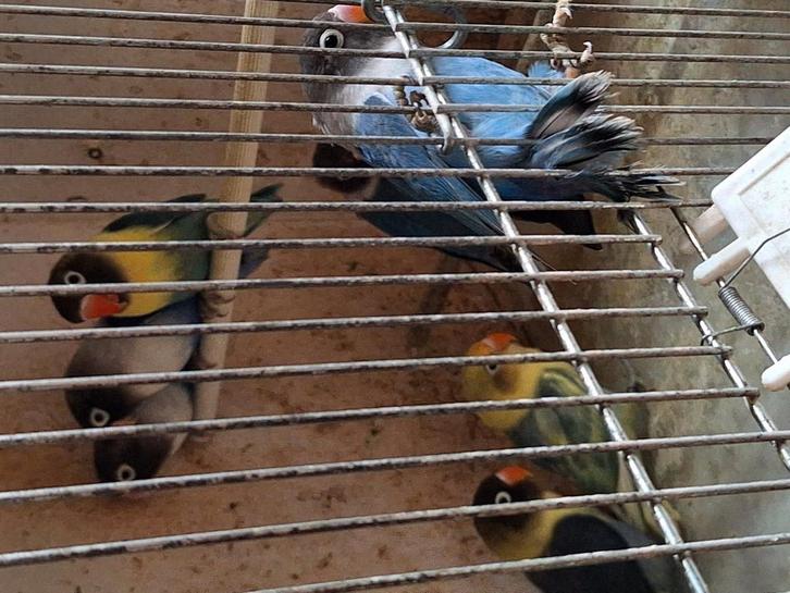Dwergpapegaaien personata, Dieren en Toebehoren, Vogels | Parkieten en Papegaaien, Dwergpapegaai of Agapornis, Geslacht onbekend