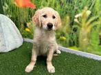 Chiots Golden Retriever, Golden retriever, Parvovirose, Plusieurs, Belgique