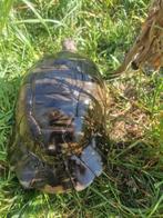 Griekse Marginata's, Dieren en Toebehoren, Reptielen en Amfibieën, Schildpad, Tam, 11 jaar of ouder