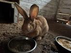 3 vlaamse reuzen te koop, Dieren en Toebehoren, Konijnen, Meerdere dieren, Groot, 0 tot 2 jaar