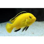 Labidochromis Caeruleus

MALAWI, Dieren en Toebehoren