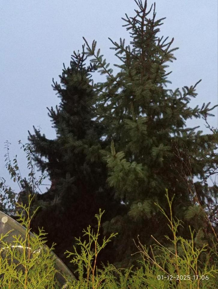 Grands épicéas et arbres de Noël (environ 4 m), Divers, Noël, Enlèvement