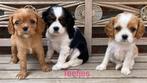 Cavalier king charles pups, CDV (hondenziekte), Meerdere, 8 tot 15 weken, Meerdere dieren