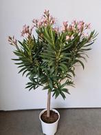 Nerium Oleander op stam, Tuin en Terras, Ophalen