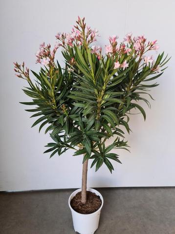Nerium Oleander op stam  beschikbaar voor biedingen