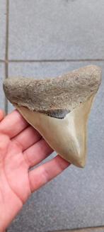 Megalodon 11,8 cm haaientand fossiel uit Indonesie, Enlèvement ou Envoi, Fossile