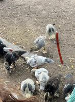 Barberies, Meerdere dieren, Eend