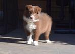 Border collie pups, chocolate-white, Animaux & Accessoires, Chiens | Bergers & Bouviers, Colley, Plusieurs, Parvovirose, Belgique