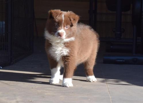 Border collie pups, chocolate-white, Dieren en Toebehoren, Honden | Herdershonden en Veedrijvers, Meerdere dieren, Collie, Fokker | Professioneel