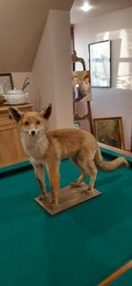 un renard a mis en place une taxidermie, Collections, Collections Animaux, Enlèvement, Comme neuf, Animal sauvage, Animal empaillé