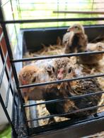 Jeune poussins araucana pur race, Animaux & Accessoires, Volatiles