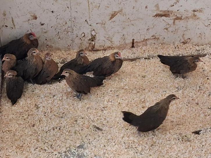 Hollandse kriel, Dieren en Toebehoren, Pluimvee