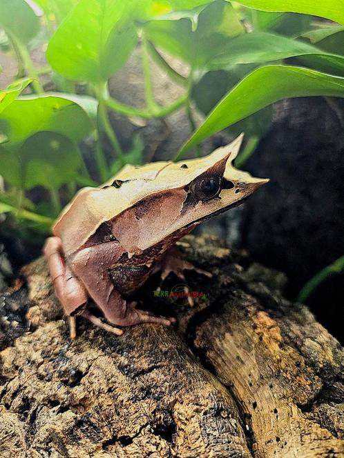 Megophrys nasuta couple, Animaux & Accessoires, Reptiles & Amphibiens, Amphibien, 0 à 2 ans