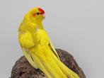 Kakariki, Dieren en Toebehoren