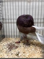 Krop duif te koop mag weg voor een klein bedrag, Dieren en Toebehoren