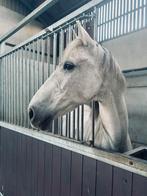 Mooie lieve ruin, Dieren en Toebehoren, Paarden, Ruin, Recreatiepaard