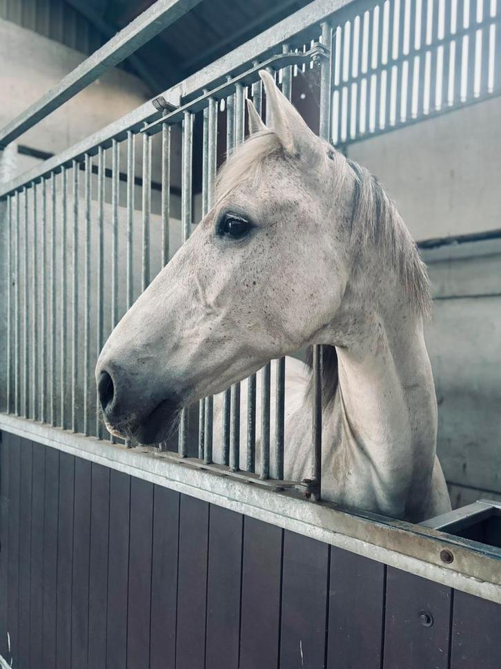 Mooie lieve ruin, Dieren en Toebehoren, Paarden, Ruin, Recreatiepaard