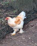 Jonge brahma haan, Dieren en Toebehoren, Pluimvee, Mannelijk, Kip