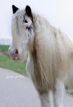 Lieve sprookjespony, Merrie, B, 11 jaar of ouder, Recreatiepony