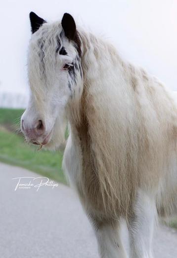 Lieve sprookjespony beschikbaar voor biedingen