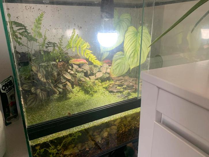 Terrarium met krab planten stenen en stuk hout, Dieren en Toebehoren, Reptielen en Amfibieën | Toebehoren, Zo goed als nieuw, Ophalen